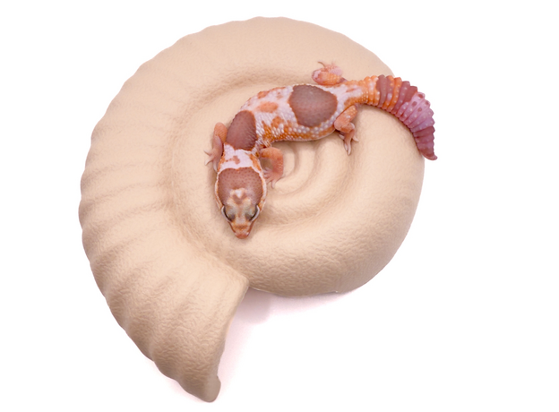 Гемитеконикс толстохвостый White Out Amel