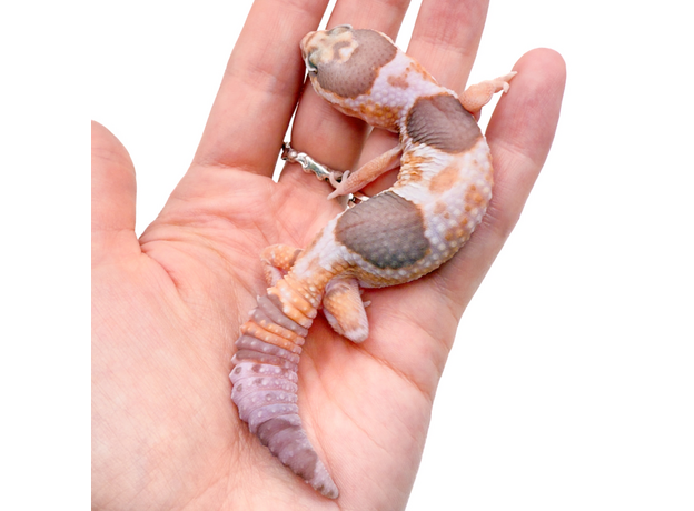 Гемитеконикс толстохвостый White Out Amel