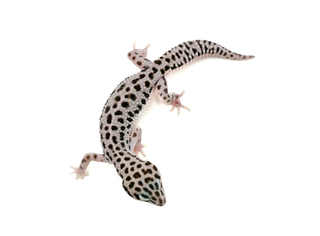 Эублефар Super Snow cr Black Night L