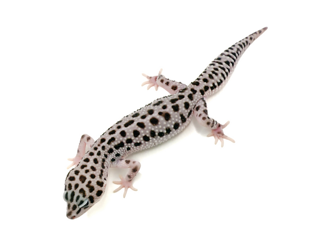 Эублефар Super Snow cr Black Night