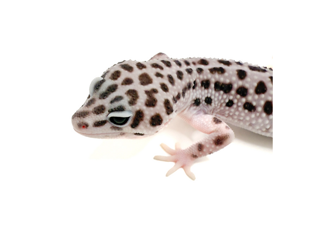 Эублефар Super Snow cr Black Night L