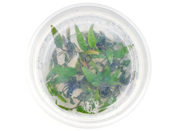 Криптокорина пигмея (меристема) (Cryptocoryne pygmaea) Тайланд