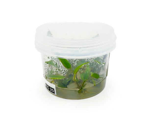 Криптокорина пигмея (меристема) (Cryptocoryne pygmaea) Тайланд