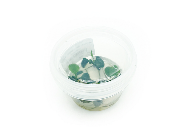 Анубиас нанги (меристема) (Тайланд)