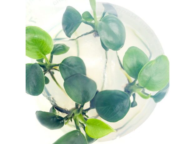 Анубиас нанги (меристема) (Тайланд)