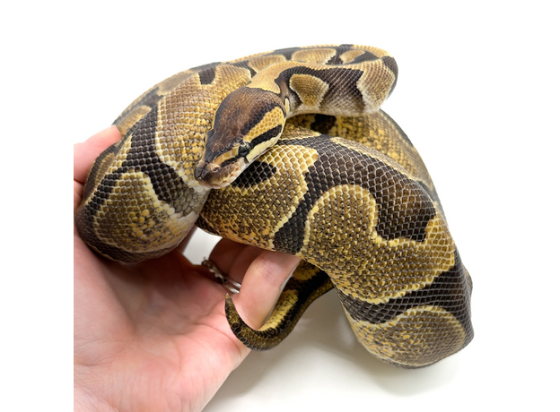 Королевский питон Enchi het Pied M