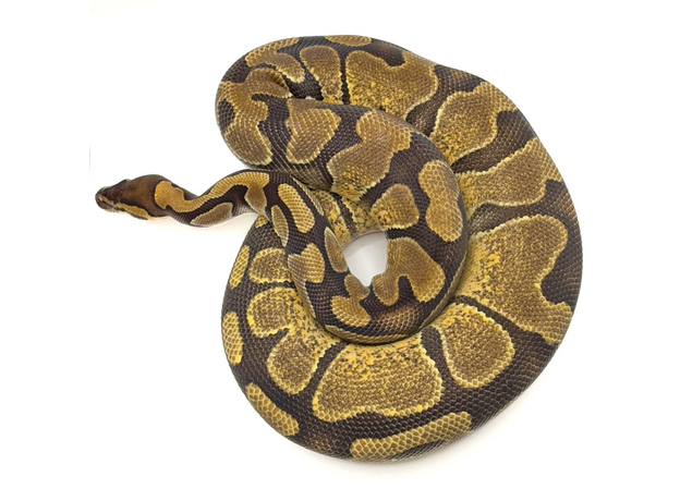 Королевский питон Enchi het Pied M