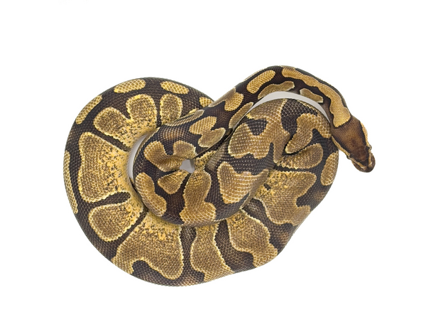 Королевский питон Enchi het Pied M