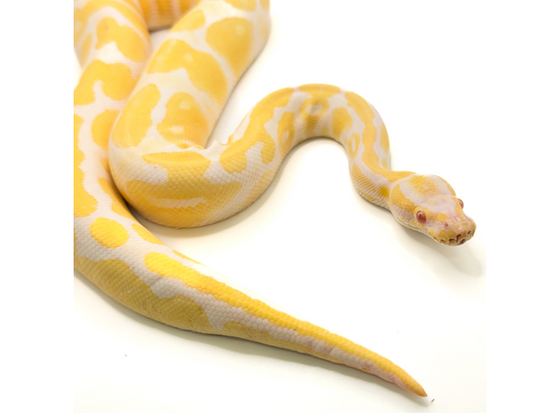 Королевский питон Albino 66%  het Pied