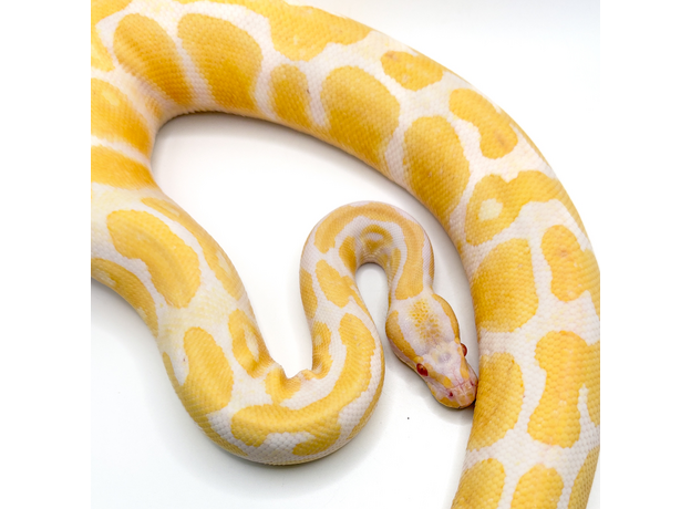 Королевский питон Albino 66%  het Pied