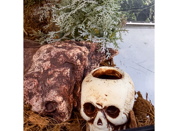 Террариумный комплект "Тыквенный спас" Террариумный комплект "Тыквенный спас"