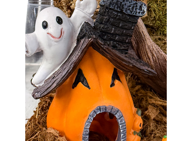 Террариумный комплект "Тыквенный спас" Террариумный комплект "Тыквенный спас"