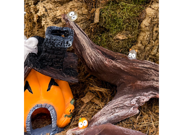 Террариумный комплект "Тыквенный спас" Террариумный комплект "Тыквенный спас"