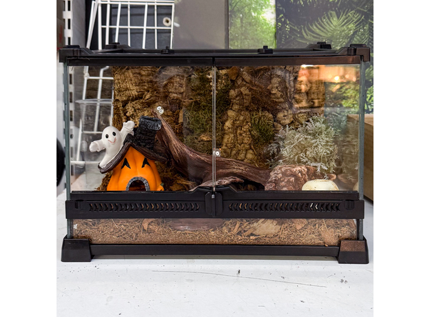 Террариумный комплект "Тыквенный спас" Террариумный комплект "Тыквенный спас"