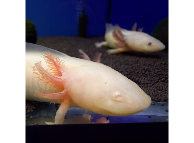Аксолотль альбинос L Аксолотль альбинос L