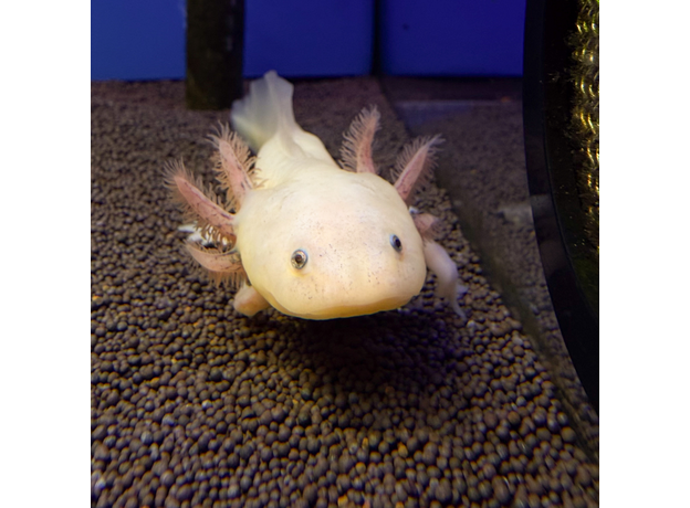 Аксолотль альбинос L Аксолотль альбинос L