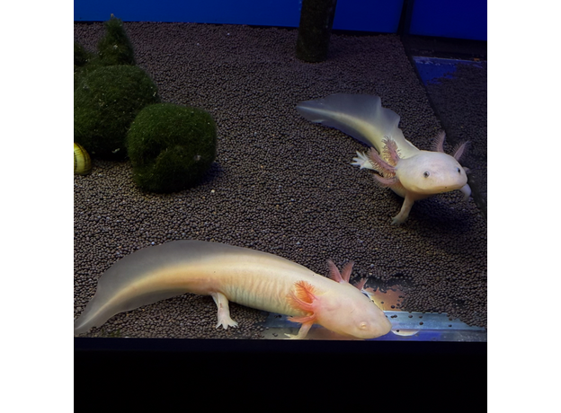 Аксолотль альбинос L Аксолотль альбинос L