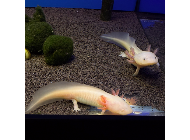 Аксолотль альбинос L Аксолотль альбинос L