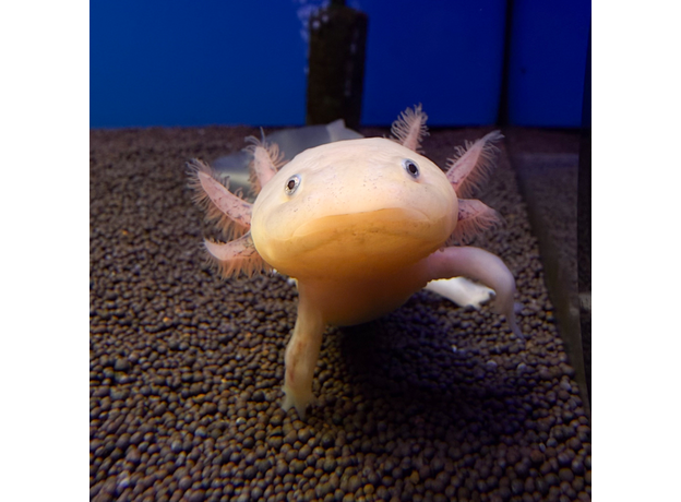 Аксолотль альбинос L Аксолотль альбинос L