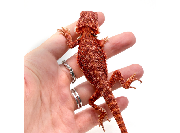 Агама бородатая Red Blue bar