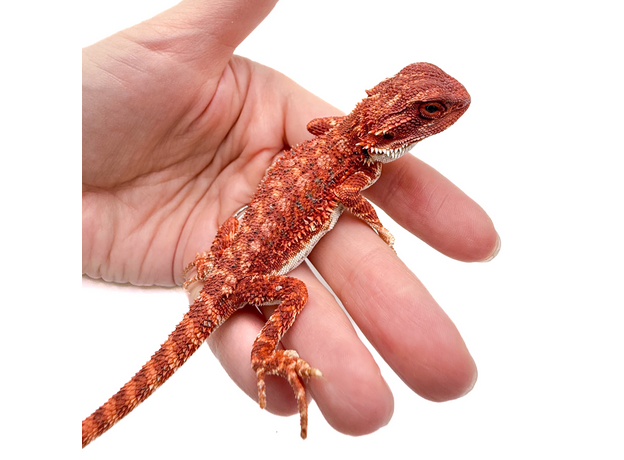 Агама бородатая Red Blue bar