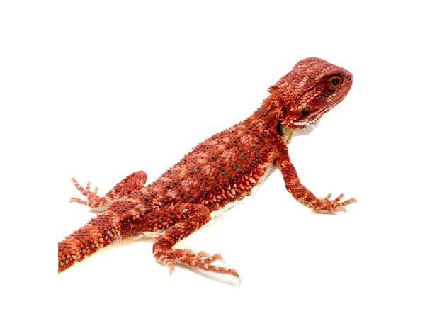 Агама бородатая Red Blue bar