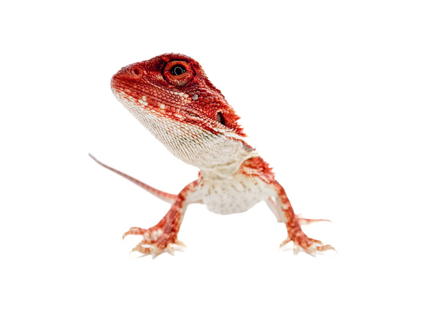 Агама бородатая Red Blue bar