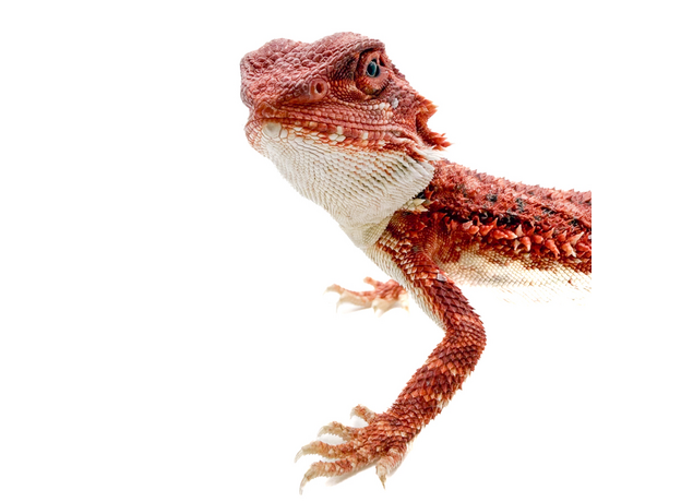 Агама бородатая Red Blue bar