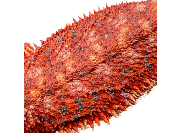 Агама бородатая Red Blue bar