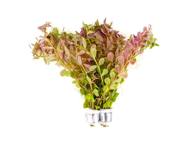 Ротала Фуцзянь (Rotala sp. Fujian)