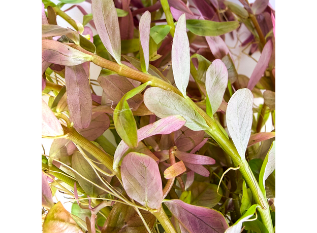 Ротала Фуцзянь (Rotala sp. Fujian)