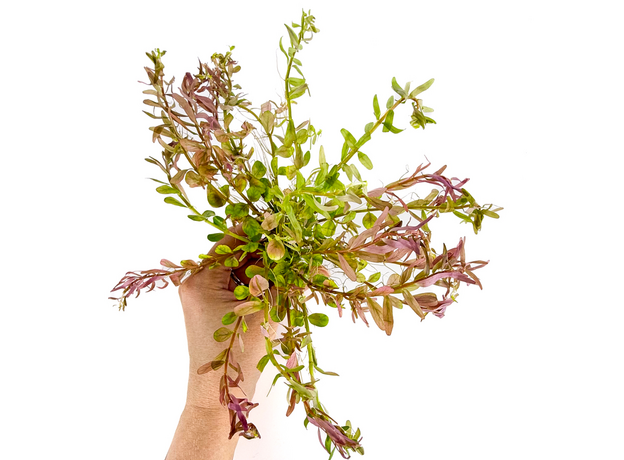 Ротала Фуцзянь (Rotala sp. Fujian)