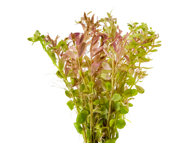 Ротала Фуцзянь (Rotala sp. Fujian)
