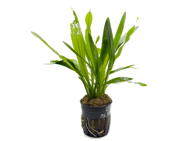 Эхинодорус Красный Дьявол (в горшке) (Echinodorus Red Devil)