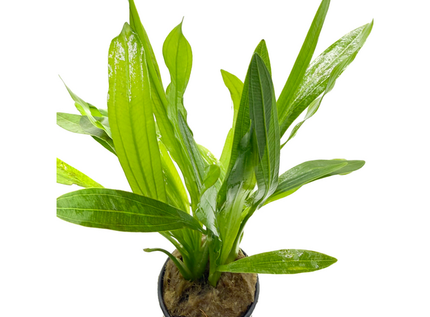 Эхинодорус Красный Дьявол (в горшке) (Echinodorus Red Devil)