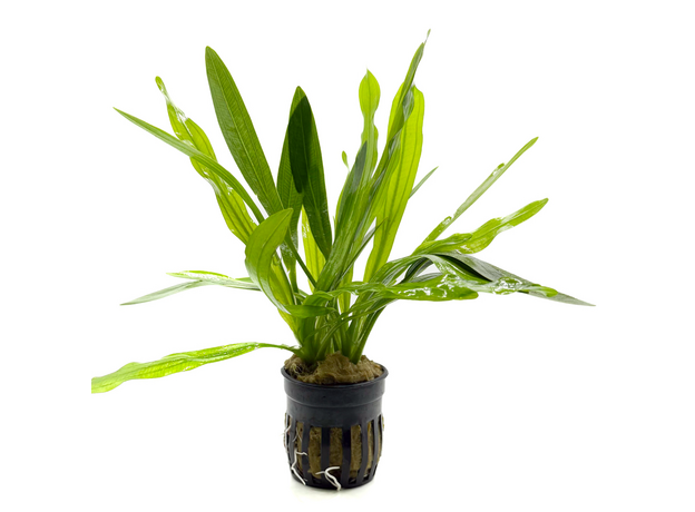 Эхинодорус Красный Дьявол (в горшке) (Echinodorus Red Devil)