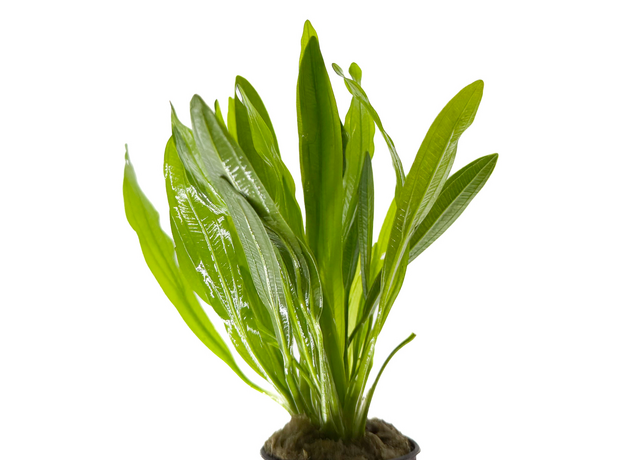 Эхинодорус Красный Дьявол (в горшке) (Echinodorus Red Devil)