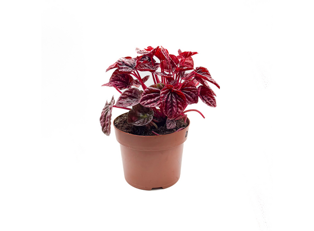 Пеперомия Каперата