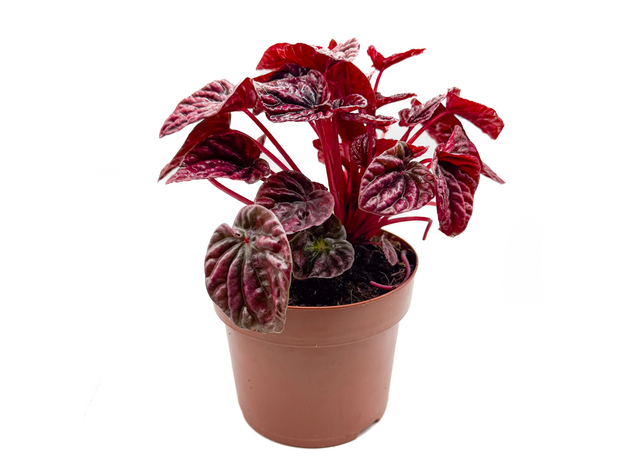 Пеперомия Каперата