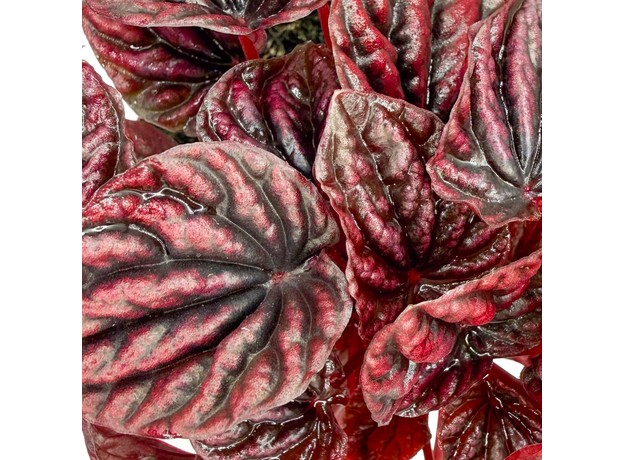 Пеперомия Каперата