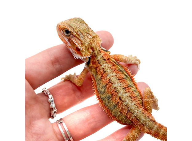 Агама бородатая translucent М
