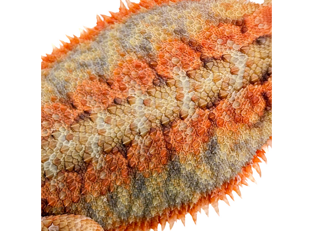 Агама бородатая translucent М