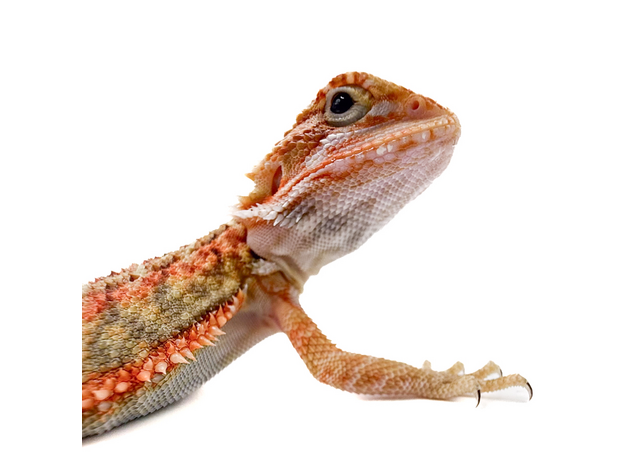 Агама бородатая translucent М