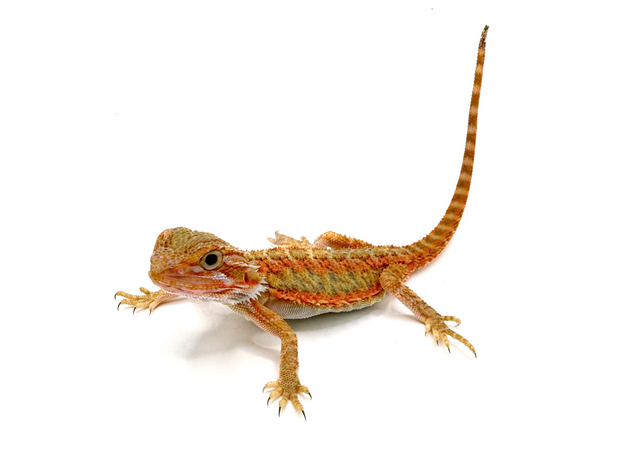 Агама бородатая translucent М