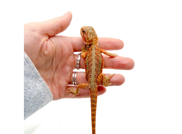 Агама бородатая hypo TRANSLUCENT М