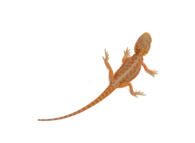 Агама бородатая hypo TRANSLUCENT М