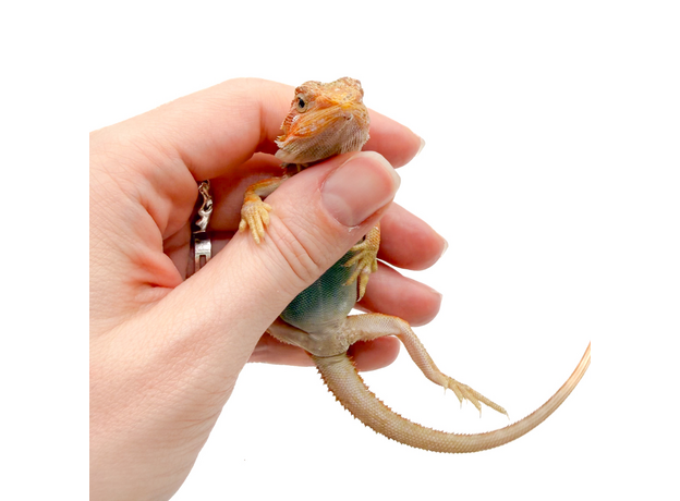 Агама бородатая hypo TRANSLUCENT М