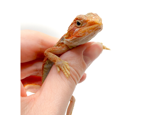 Агама бородатая hypo TRANSLUCENT М