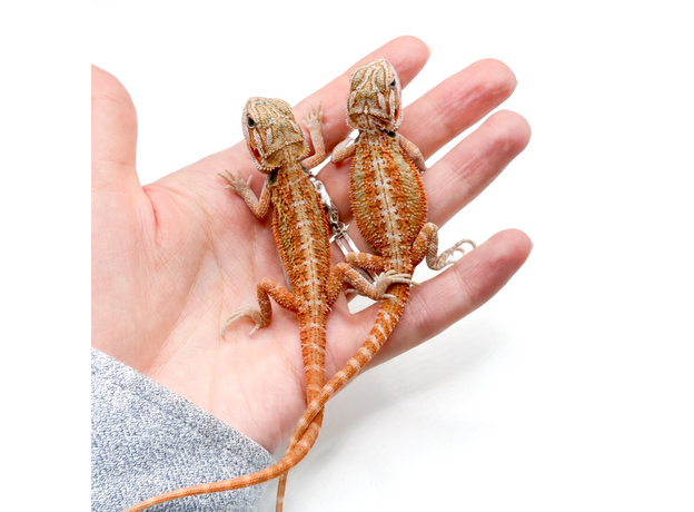 Агама бородатая Hypo Translucent het witblits