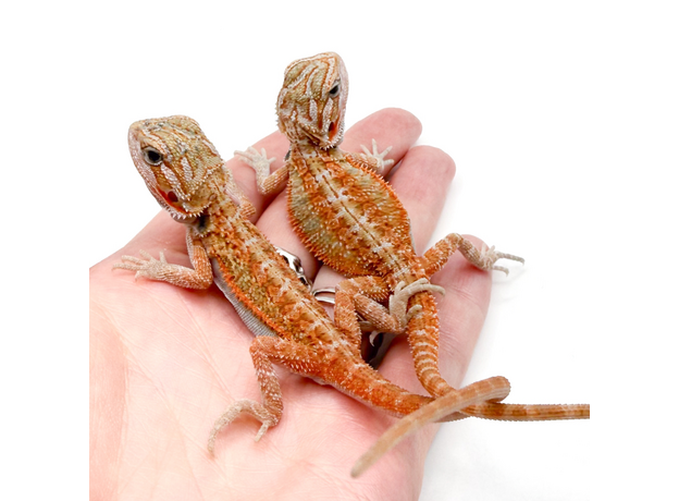 Агама бородатая Hypo Translucent het witblits